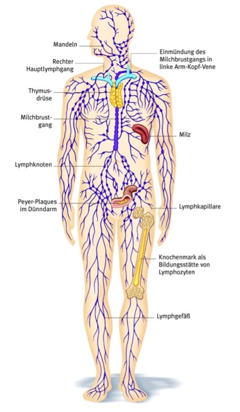 Unterschied Lipödem Lymphödem