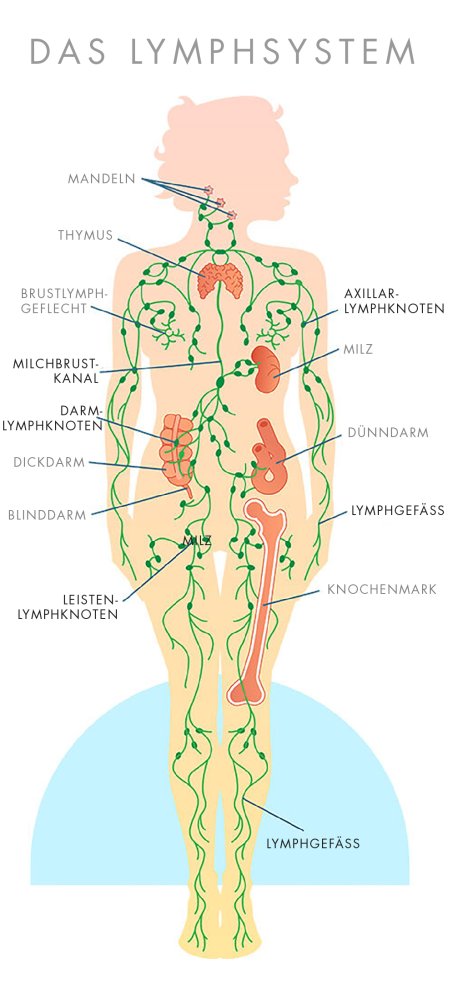Das Lymphsystem