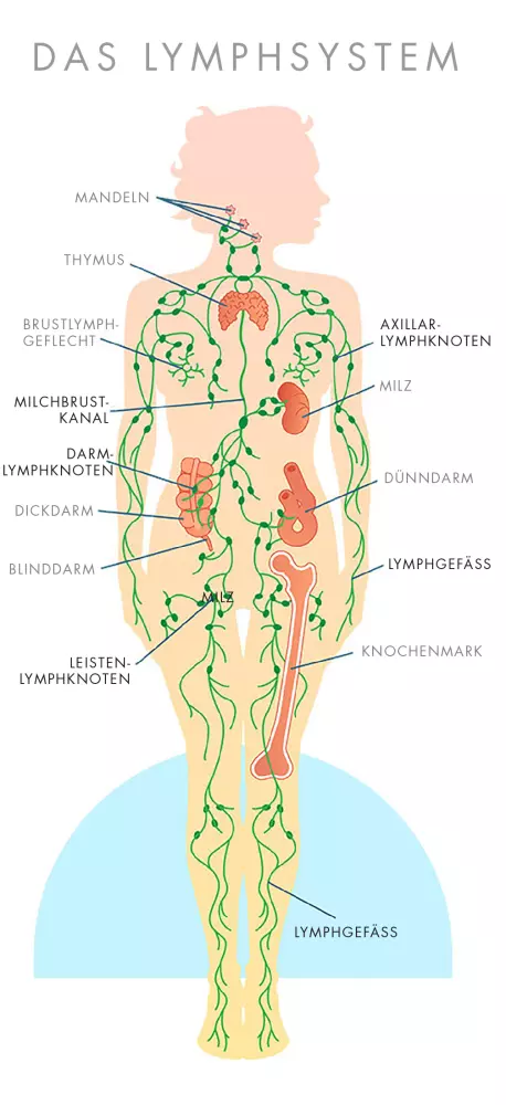 Das Lymphsystem