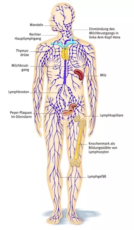 Unterschied Lipödem Lymphödem