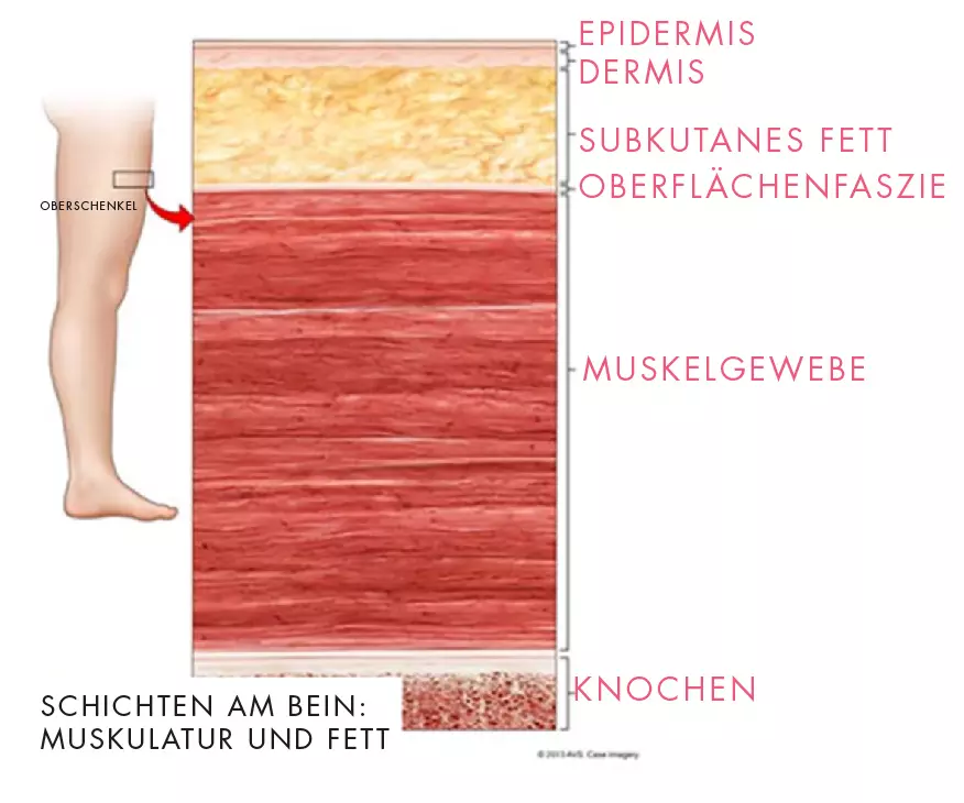Anatomie der Beine